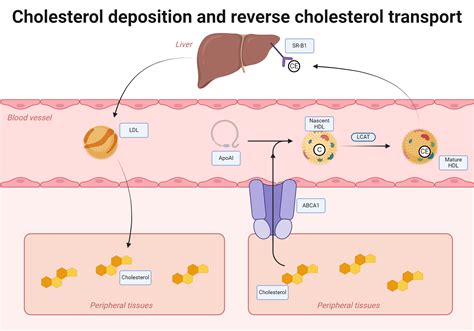 Cholesterol Deposition And Reverse Cholesterol Transport Biorender