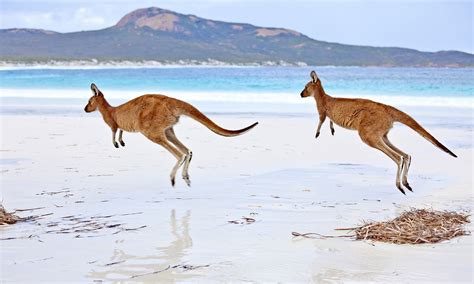 Kangaroo Hopping Gif