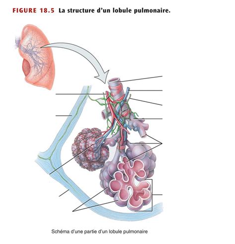 Diagramme De Le Syst Me Respiratoire Lobule Pulmonaire Quizlet