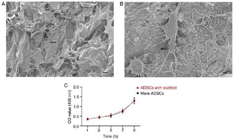 Figure 1 from Adipose derived stem cell sheets combined with β