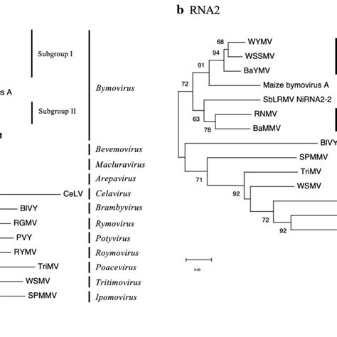 Maximum Likelihood Phylogenetic Trees Based On Nucleotide Sequences Of