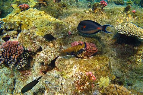 Pez Cirujano Sohal Acanthurus Sohal Y Mero En El Arrecife De Coral