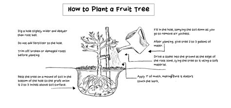 A Guide to Planting Fruit Trees