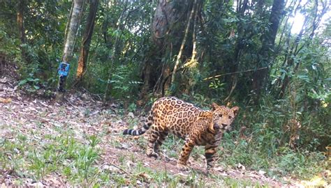 La Campaña Que Lucha Contra La Cacería De Yaguaratés En La Selva Misionera Y Cuenta Con El Apoyo