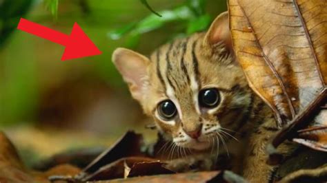 Top 5 SMALLEST Cats In The World Trend Dive YouTube