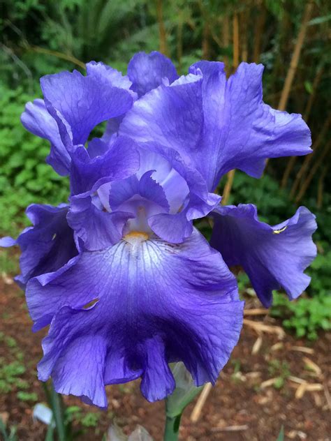 Photo Of The Bloom Of Tall Bearded Iris Iris Yaquina Blue Posted By