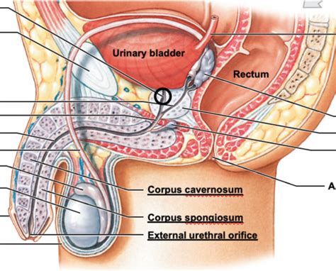 Uark Anatomy Ch 27 Reproductive System Flashcards Quizlet