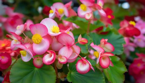 Significado E Historia Del Begonia El Lenguaje De Las Flores Revelado