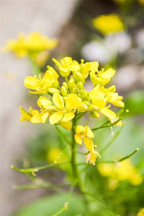 Rapeseed flower stock photo. Image of brassica, napus - 1727964