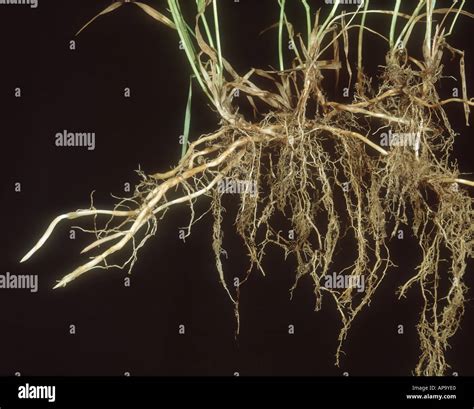 Rhizomes Of Couch Grass Elymus Repens Stock Image C0215152 Science