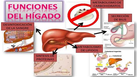 Funciones Del H Gado Ezequiel Emilio Cusquisiban Alfaro Udocz