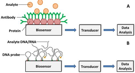 Biosensors Free Full Text Current And Prospective Methods For Plant