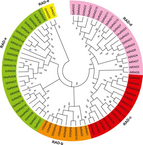 Phylogenetic Analysis Of RAD Proteins In Six Different Species