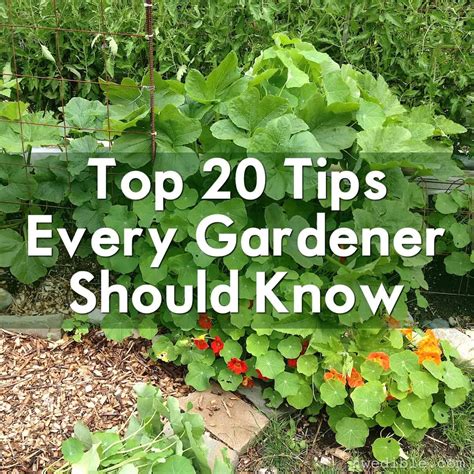 Top 20 Tips Every Gardener Should Know