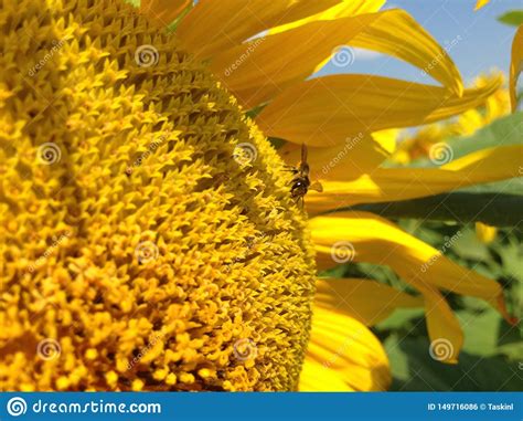 Girassol P Talas Douradas Uma Abelha Que Senta Se Em Uma Flor E Que