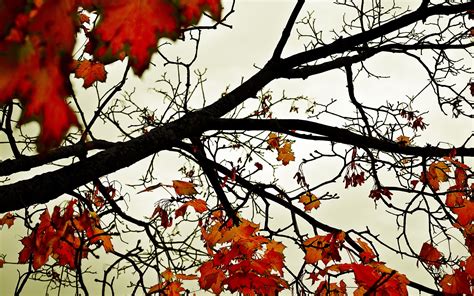 Wallpaper Trees Fall Leaves Red Branch Blossom Spring Tree