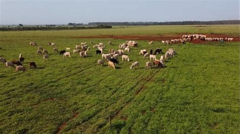 Como O Abate De Bovinos Jovens Melhora A Pegada De Carbono Da