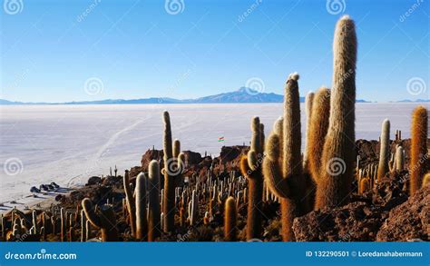 Cactus Island, Salar De Uyuni, Altiplano, Bolivia Stock Image - Image ...