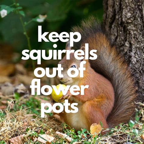 How To Keep Squirrels Out Of Flower Pots