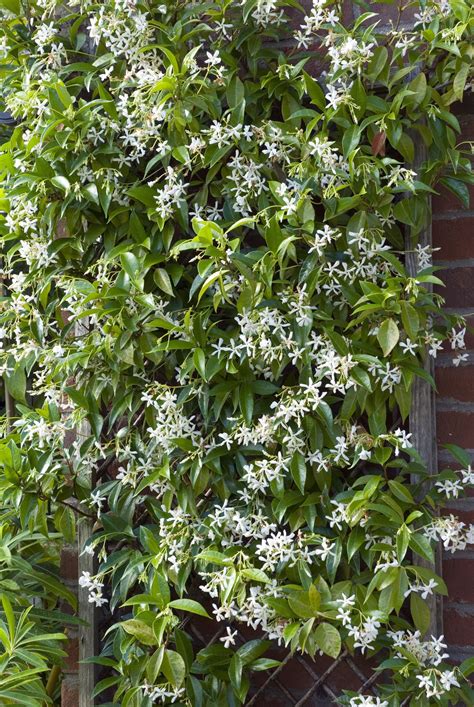 These Gorgeous Flowering Vines Add Vertical Color To Your Yard And Garden Climbing Flowering