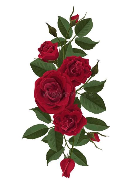 Brotes Y Hojas De Flores De Las Rosas Rojas Ilustraci N Del Vector