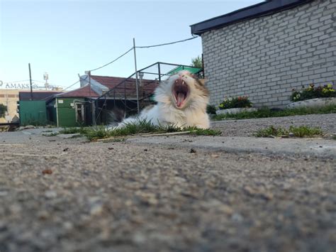 Котяра | Пикабу