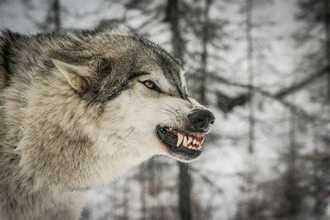 Anger Wolf Face Wallpaper Animals Wallpaper Better