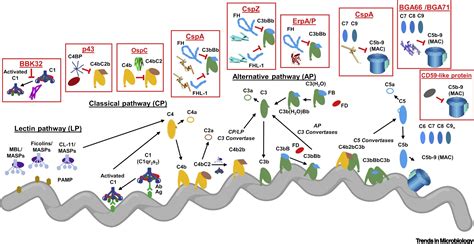 Borrelia Burgdorferi Structure