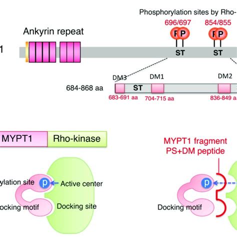 ROCK1 Expression And Phosphorylation Of MYPT1 In The VSMCs Of WKY And