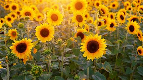 Short Essay On Sunflower Flower In Hindi Best Flower Site