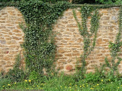 PLANTAS TREPADORAS Y SARMENTOSAS Altascopas