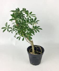 Dwarf Schefflera 4 Pre Bonsai Elemental Bonsai Nursery