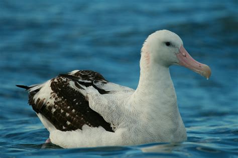 Top 10 Spectacular Birds of Antarctica