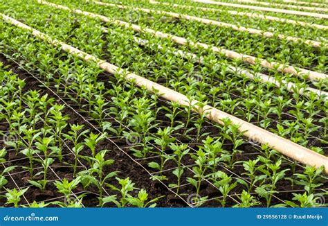 Closeup Of Small Chrysanthemum Cuttings Stock Photo Image Of Farming