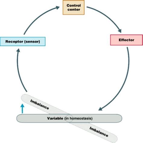 Feedback Loops Diagram Quizlet