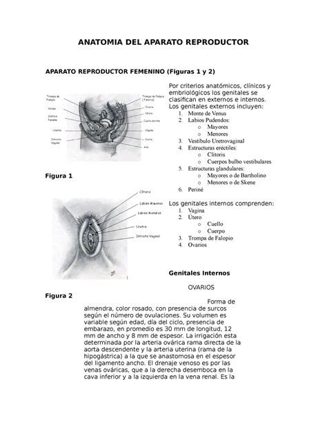 Genitales Femeninos Resumen Anatom A Con Orientaci N Cl Nica