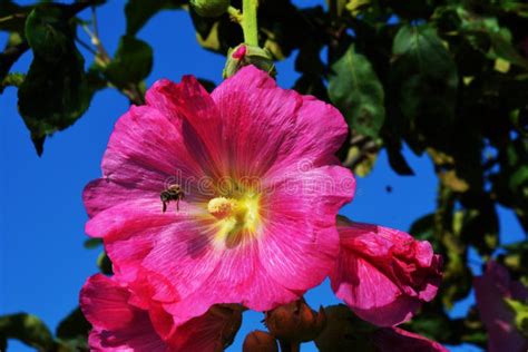 Pink Hibiscus Flower With Bee Stock Image Image Of Yellow Green