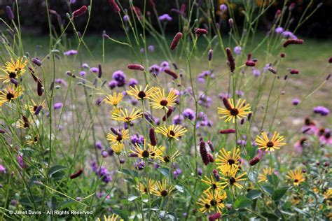 35 Toronto Botanical Garden Rudbeckia Subtomentosa Henry Eilers With