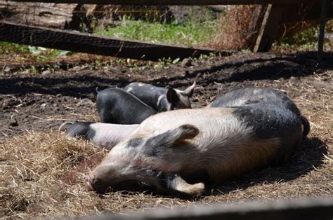 A Pig Feeding Guide For Raising Hogs Countryside Pig Feed Raising