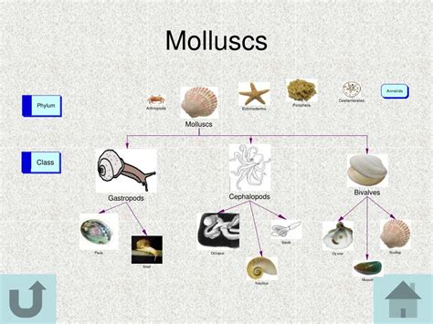 PPT - Classification of Organisms PowerPoint Presentation, free ...