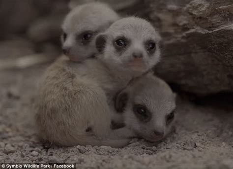 Video Of Newborn Baby Meerkat Triplets Emerges In Sydney Daily Mail