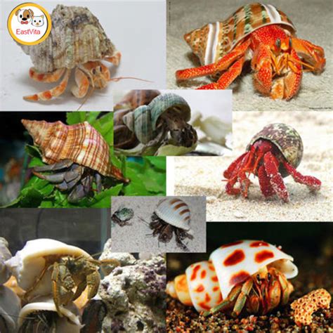 Hermit Crab Shells Natural Sea Conch Different Styles Sizes Fish Tank