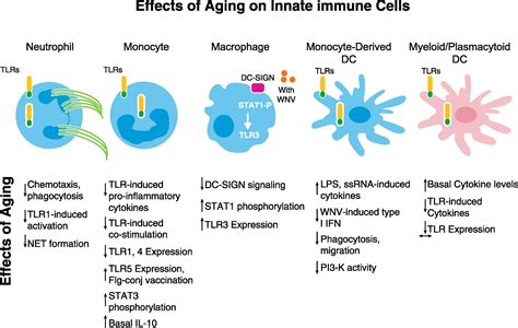 Paradoxical Changes In Innate Immunity In Aging Recent Progress And