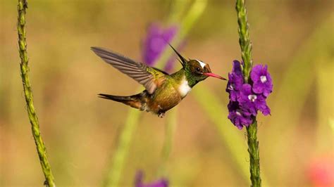 The Hummingbird Effect Hem Den Officiella Hemsidan F R National