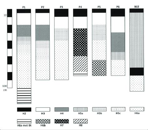 Schematic Representation Of The Soil Stratigraphy At Haelen P To P