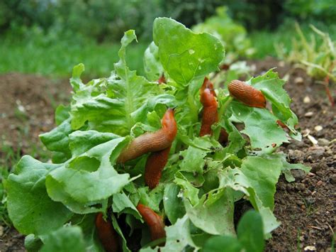 How To Control Pests On Lettuce Plants - Insect Pests That Attack Lettuce