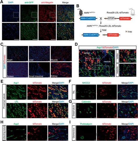 Frontiers Generation And Characterization Of An Inducible Renal