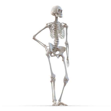 3d Human Female Skeleton Pose