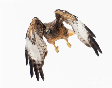 Red Tailed Hawk Folded Wings Photograph By Steven Krull Fine Art America