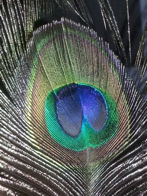 Close Up Peacock Feather Iluvwinterpark Iluvparkavenue Lovefl